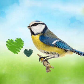 Tierliebe Bubblenavi Wildvogel